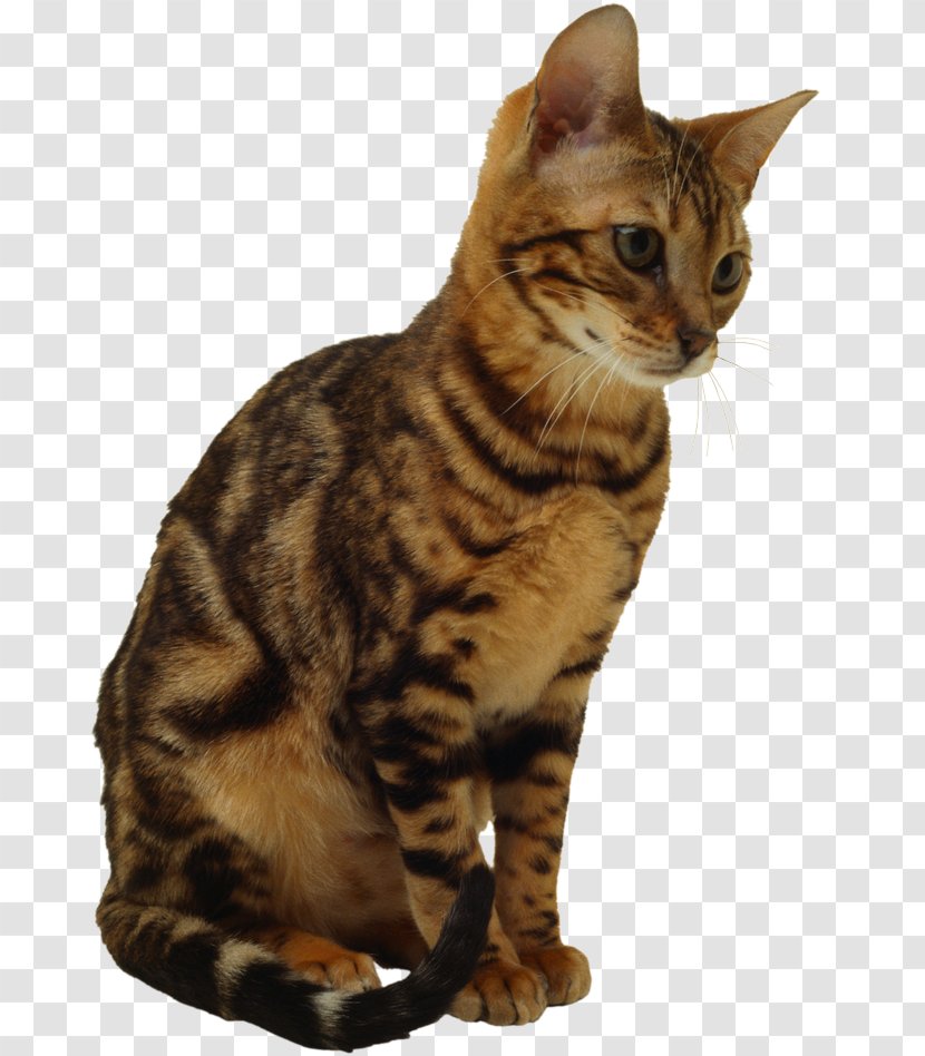 Cat Kitten Dog Clip Art - Ocicat Transparent PNG