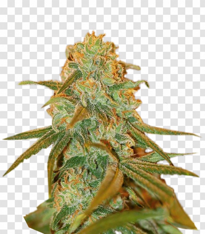 Cannabis Cup Skunk Haze Feminized - Hemp Transparent PNG