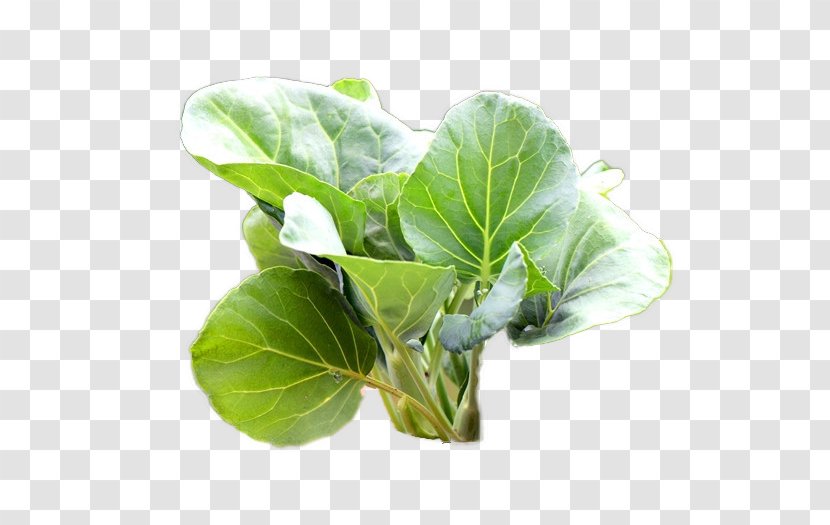 Leaf Vegetable Mashed Potato Spring Greens Kale Transparent PNG