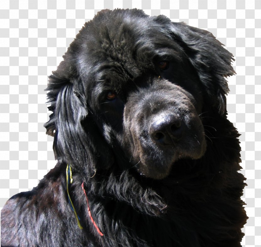 Field Spaniel Boykin Flat-Coated Retriever Newfoundland Dog Portuguese Water - Heaven Transparent PNG