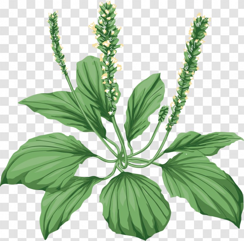 Medicinal Plants Broadleaf Plantain Herbaceous Plant Tussilago - Stem Transparent PNG