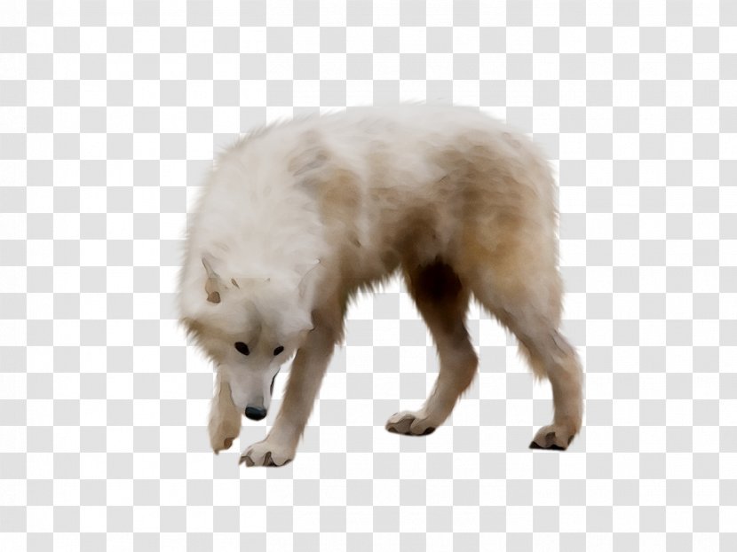 Dog Breed Maremma Sheepdog Great Pyrenees Polar Bear Pyrenean Mastiff - Kuvasz - Mammal Transparent PNG