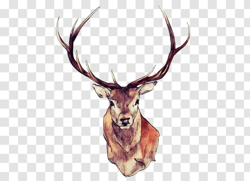 Red Deer Drawing Watercolor Painting Art - Antler Transparent PNG