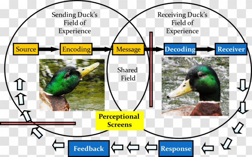 Mallard Duck Bird Animal Information - Simple Transparent PNG