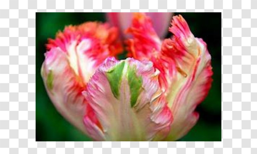 Flower Parrot Tulips Tulip Time Festival Petal Bulb Transparent PNG