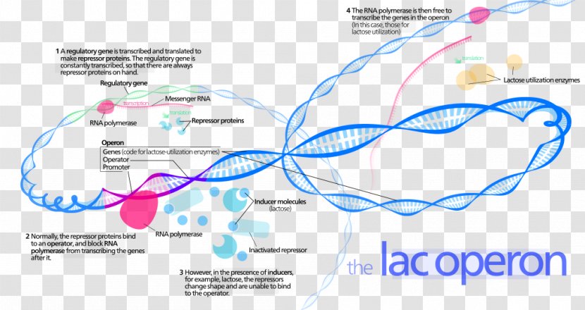 Lac Operon Prokaryote Transcriptional Regulation - Bacteria - Transcription Factor Transparent PNG