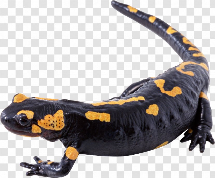 Lizard Yellow Black White - Red Transparent PNG