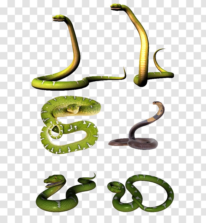 Mambas Venomous Snake Cobra Clip Art - Animal Transparent PNG