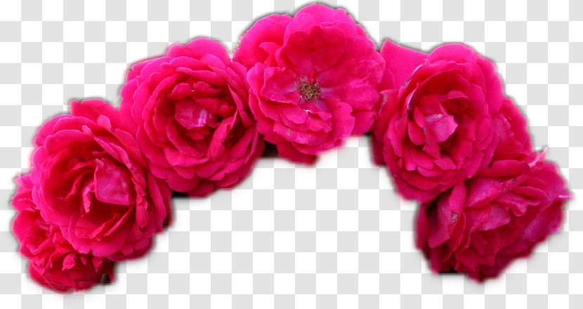 Garden Roses Cut Flowers Floral Design Flower Bouquet - Hair Accessory Transparent PNG