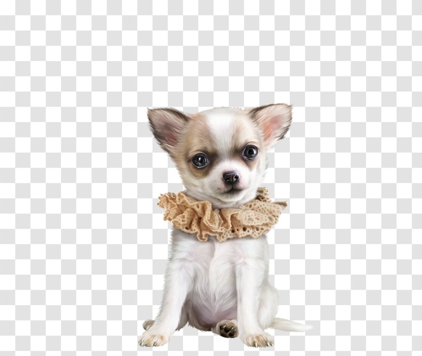 Chihuahua Puppy Clip Art Border Collie - Dog Breed Transparent PNG