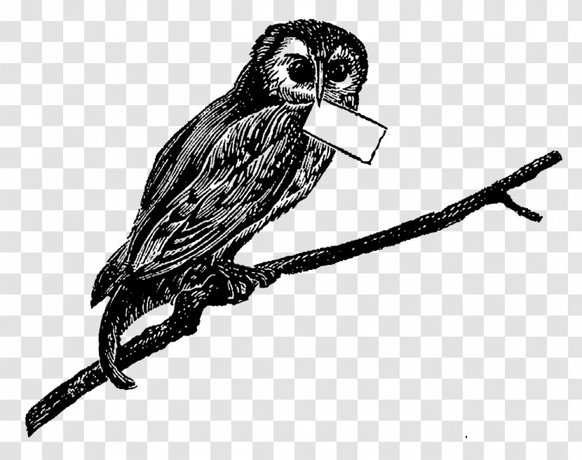 Bird Of Prey Owl Beak Drawing - Black And White - Digital Label Transparent PNG