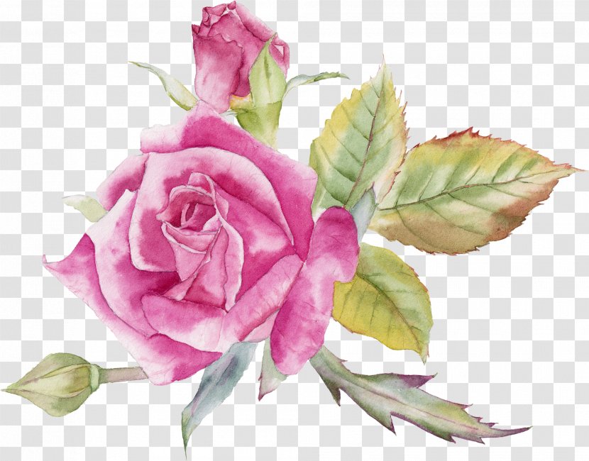 Garden Roses Still Life: Pink Cabbage Rose Flower - Family - Floristry Transparent PNG