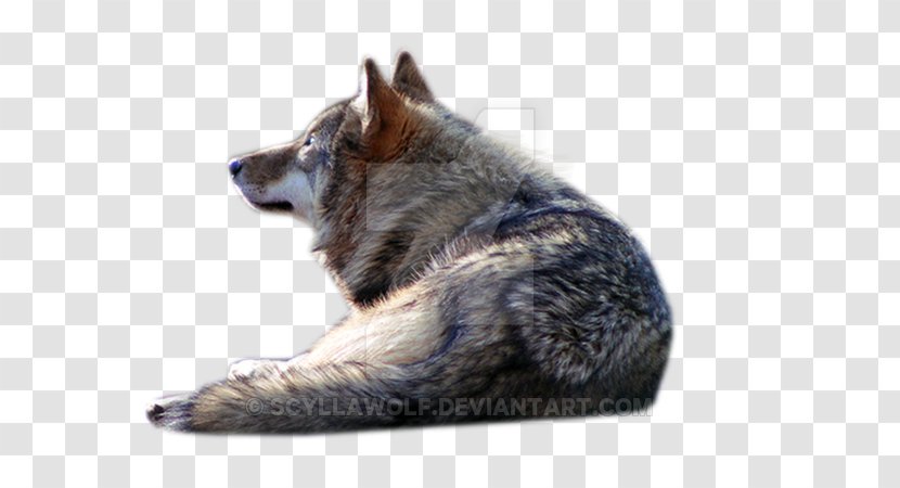 Gray Wolf PhotoScape - Smile. Dog Transparent PNG