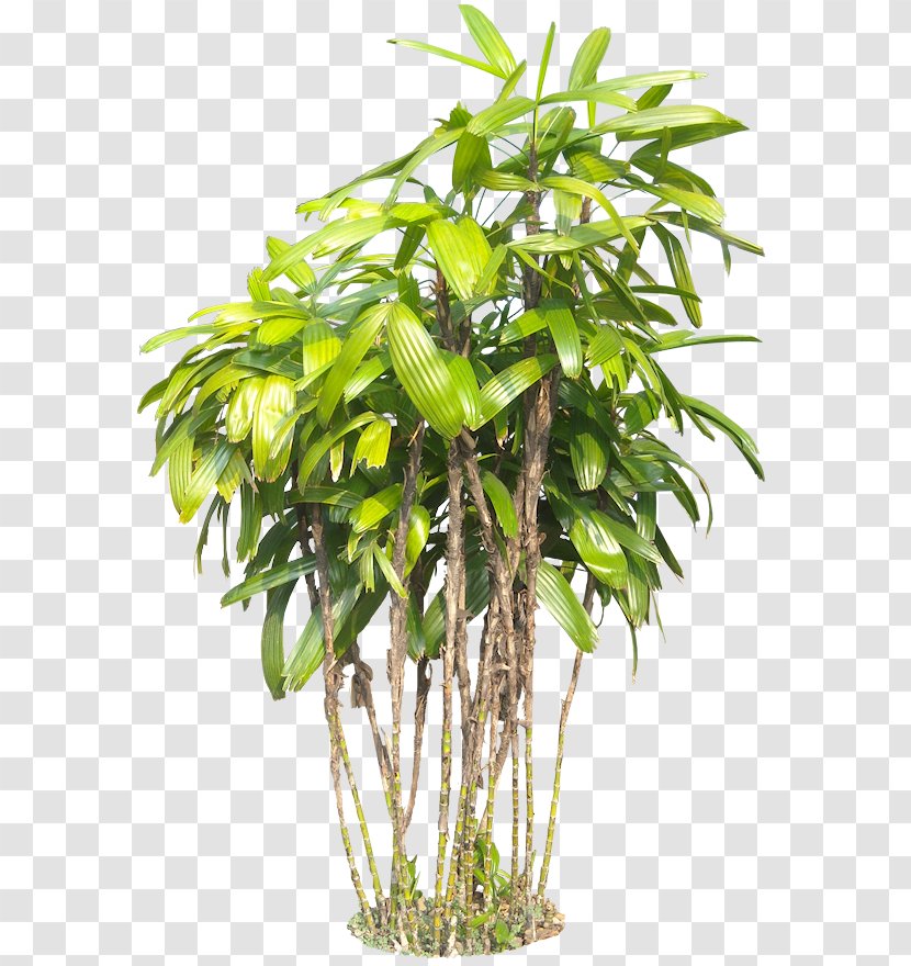 Plant Tree Subtropics - Tropical Transparent PNG
