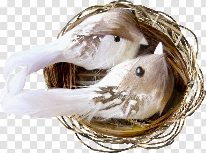 Bird Egg Nest Transparent PNG