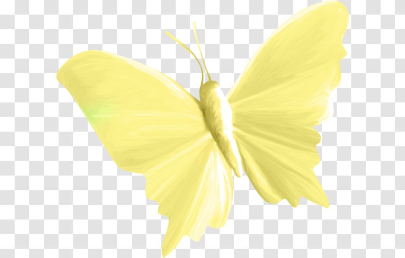 Butterfly Green Yellow - Invertebrate - Yellow-green Creative Transparent PNG