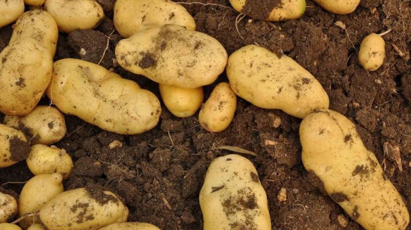Xiuwen County Vitelotte Potato Salad Potatoes O'Brien Tuber - Late Blight Fungus Transparent PNG
