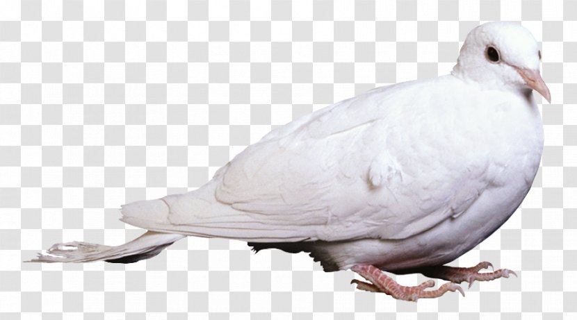 Columbidae Bird Homing Pigeon Clip Art Transparent PNG