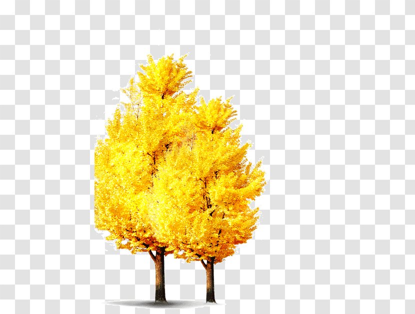 Autumn Tree - American Larch Woody Plant Transparent PNG