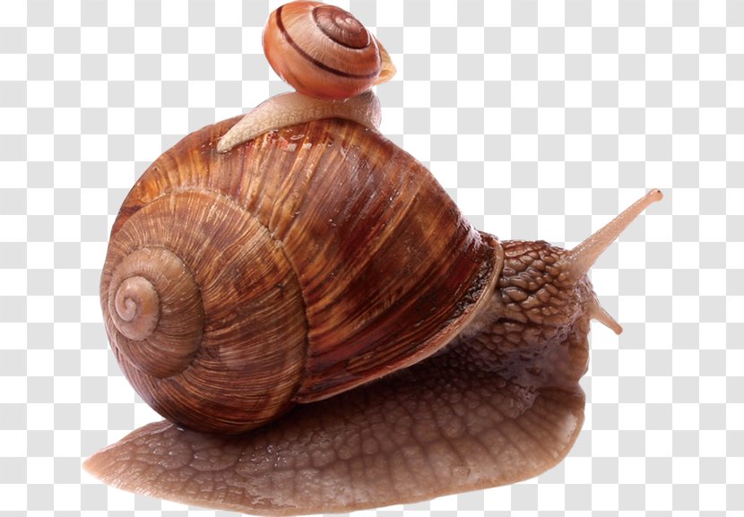 Snail Escargot Orthogastropoda - Mollusc Shell - Snails Transparent PNG