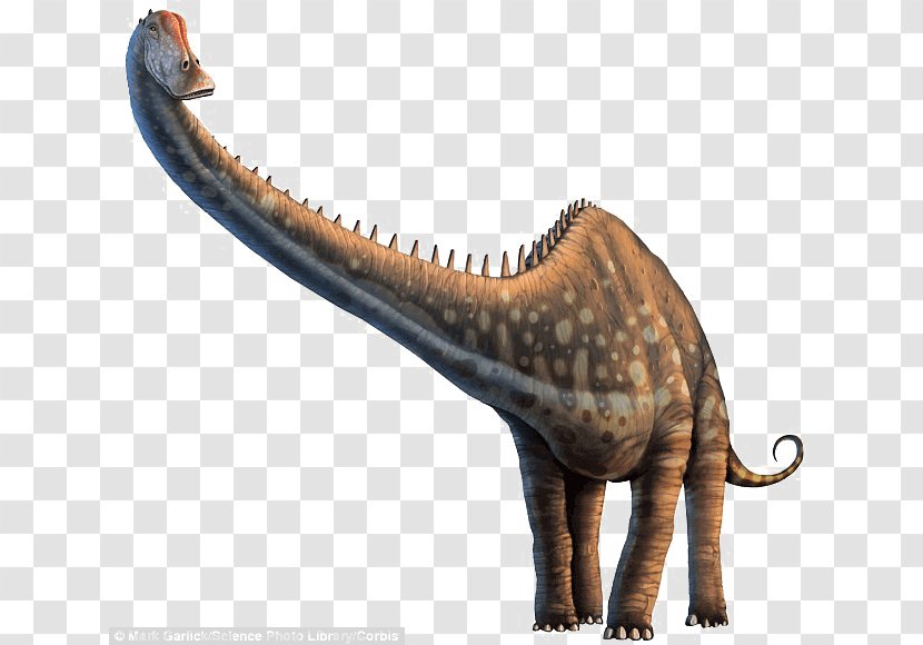 Diplodocus Allosaurus Dinosaur Photograph Poster - Animal Figure Transparent PNG