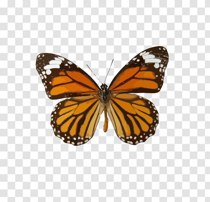 Monarch Butterfly Insect Danaus Genutia Weed - Queen - The Most Beautiful Sunset Red Transparent PNG