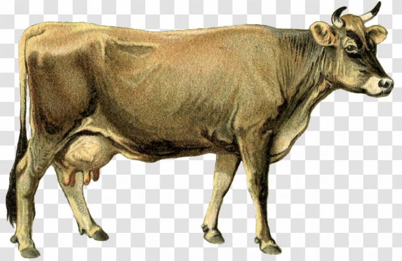 Dairy Cattle Calf Ox Goat - Cow Transparent PNG