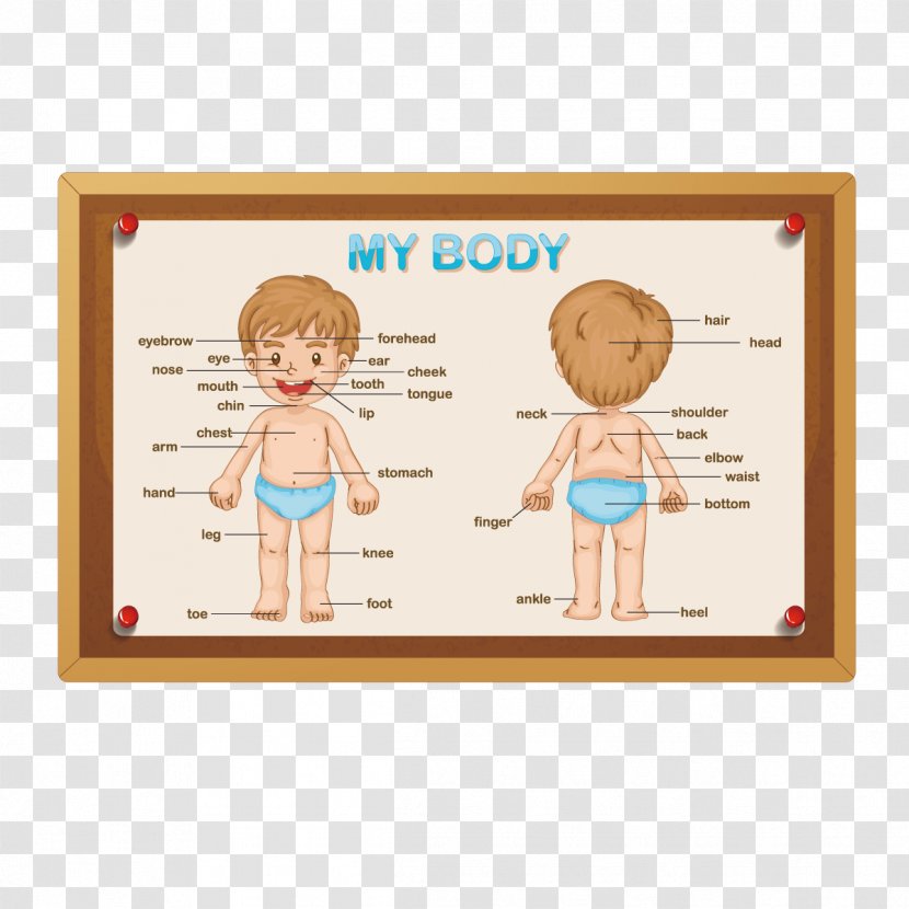 Human Body Royalty-free Anatomy Stock Photography - Text - Vector Boy Transparent PNG