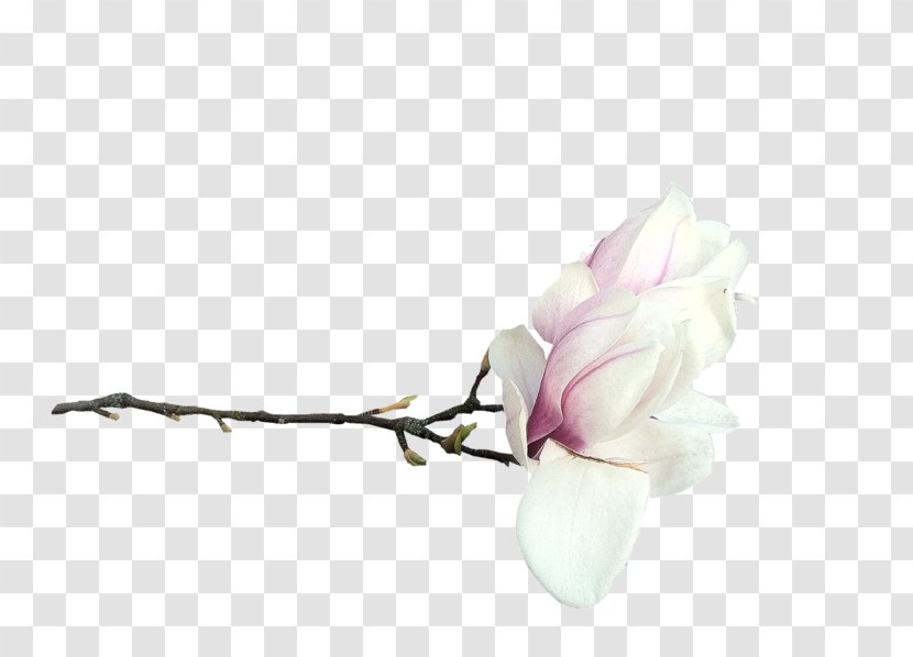 Southern Magnolia Flower Blog Clip Art - Tree Transparent PNG