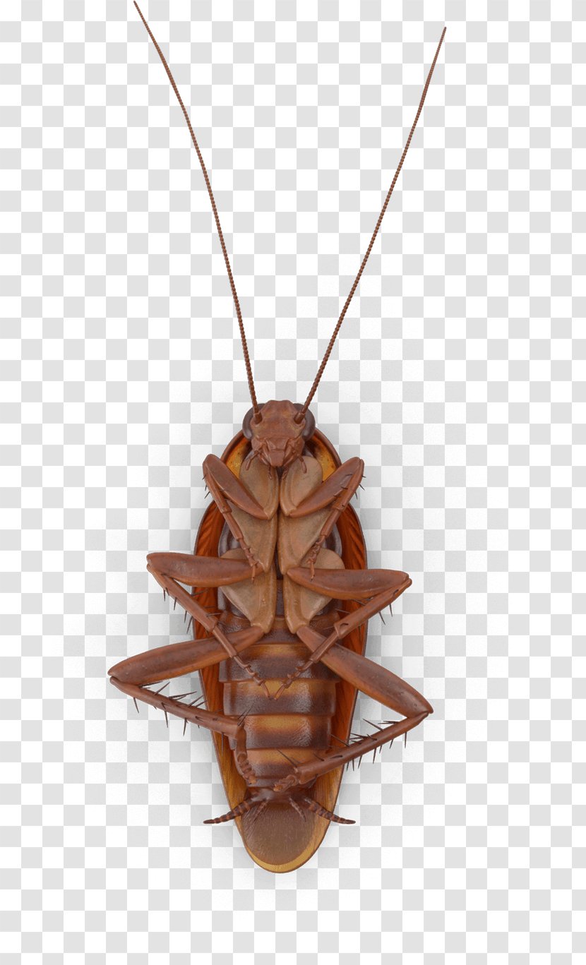 Insect Brown Cockroach Pendant Necklace - Jewellery Pest Transparent PNG