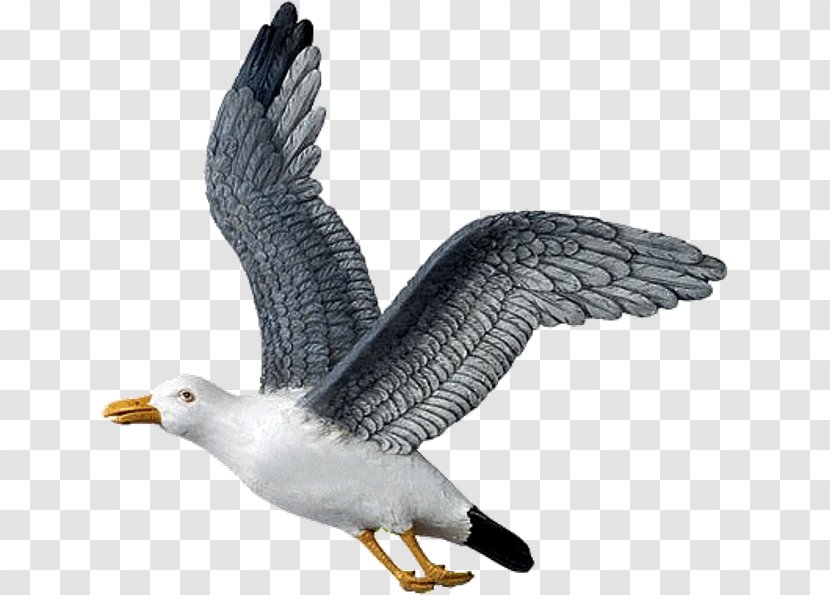 European Herring Gull Great Black-backed Bald Eagle Bird - Blackbacked Transparent PNG