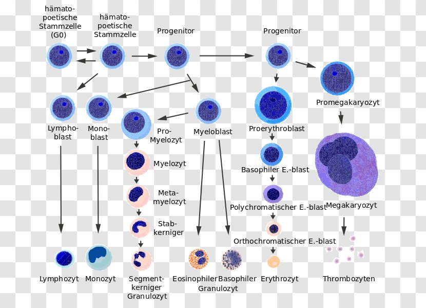 Hematopoietic Stem Cell Red Blood Haematopoiesis Cellular Differentiation - Cells Transparent PNG