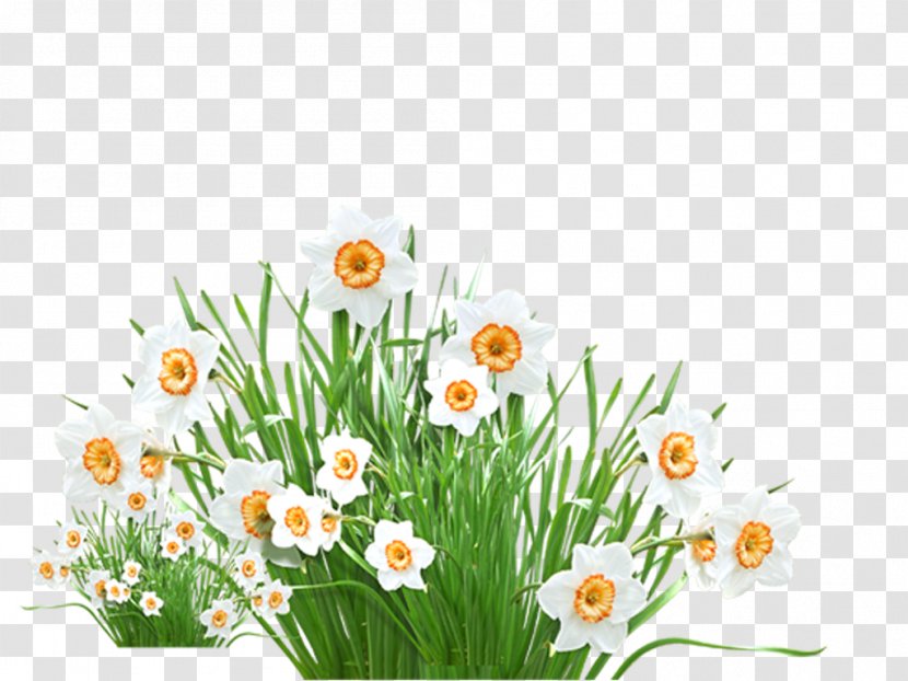 Flower Photography - Narcissus - Flawer Transparent PNG
