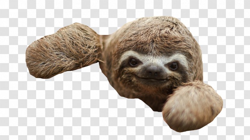 Three-toed Sloth Baby Sloths Desktop Wallpaper - Tumblr Transparent PNG