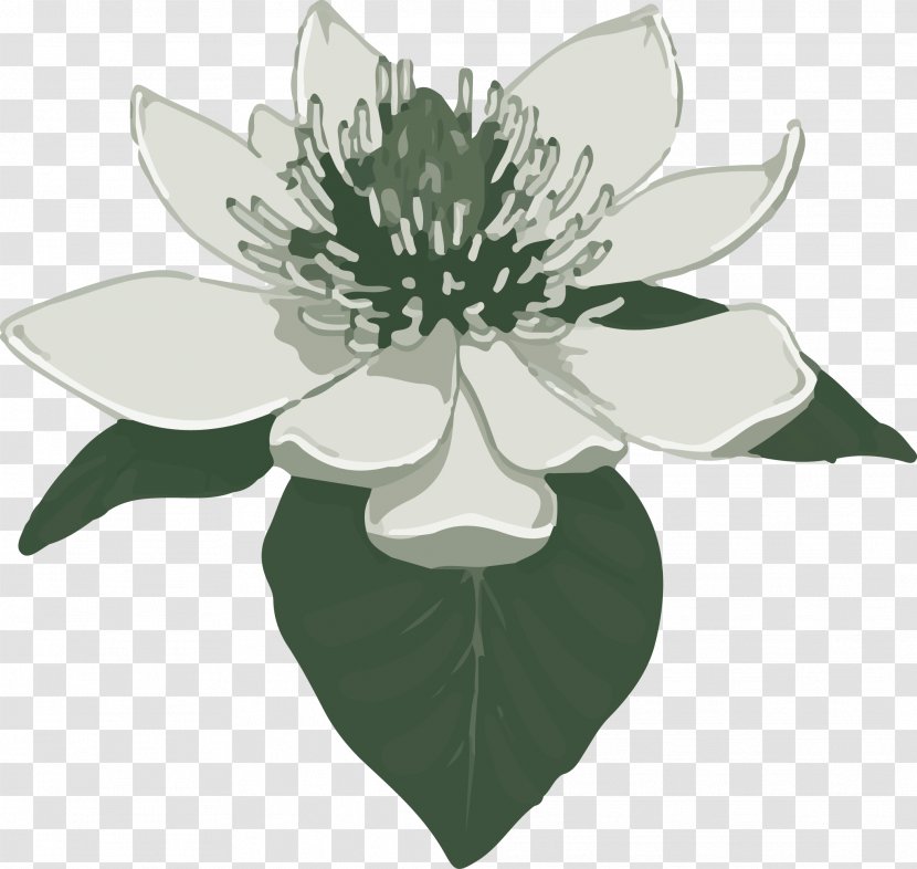 Southern Magnolia Clip Art - Royaltyfree Transparent PNG