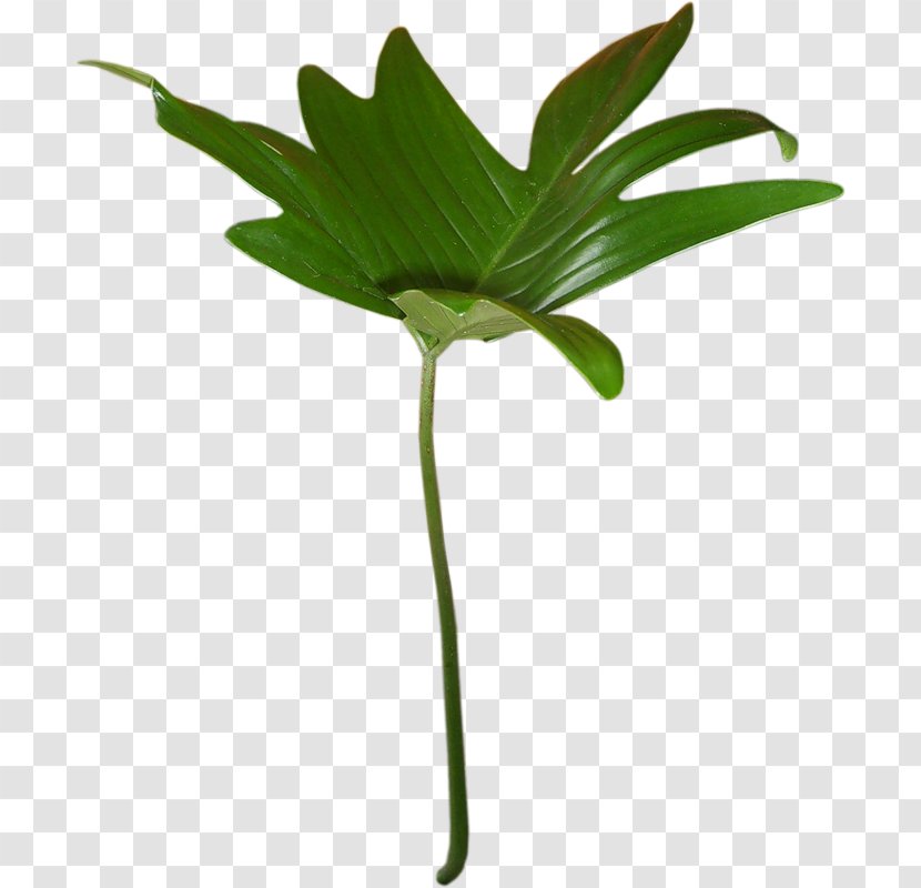 Centerblog Palm Trees Leaf - Magnolia - Fruto De La Transparent PNG