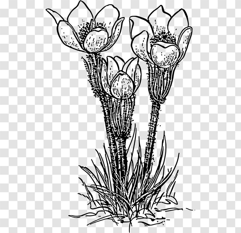 Flower Crocus Vernus Clip Art - Branch Transparent PNG