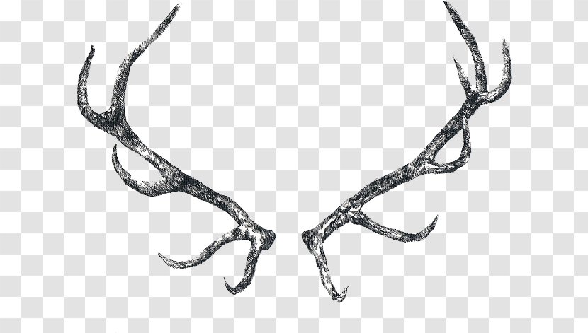 Reindeer Cartoon - Drawing - Elk Transparent PNG