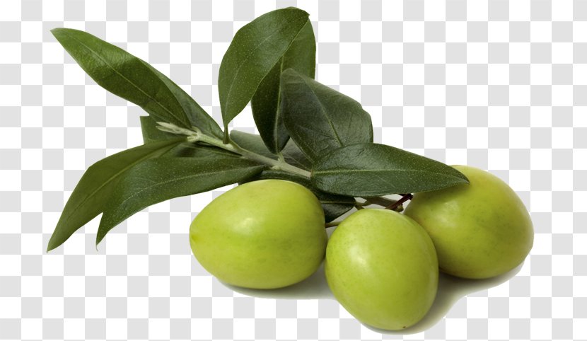 Olive Oil Leaf Food Ingredient - Extract - Aceituna Transparent PNG
