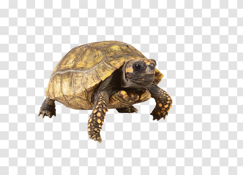 Box Turtles Tortoise Reptile Pet - Animal - Tortuga Transparent PNG