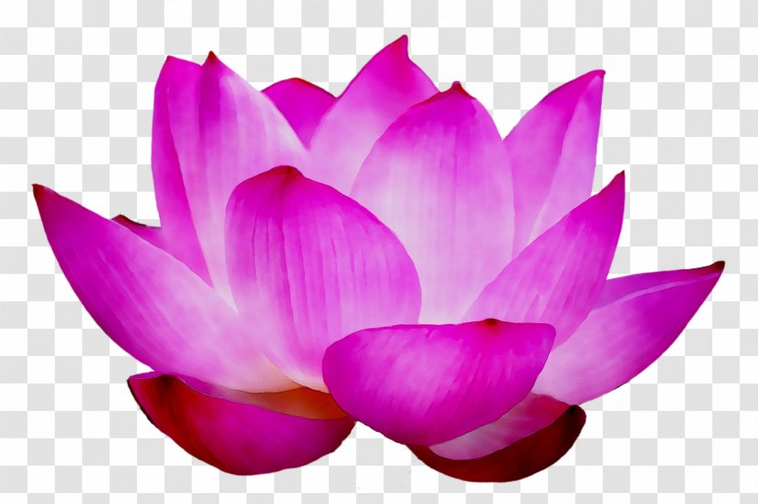 Sacred Lotus Purple - Water Lily - Crocus Transparent PNG