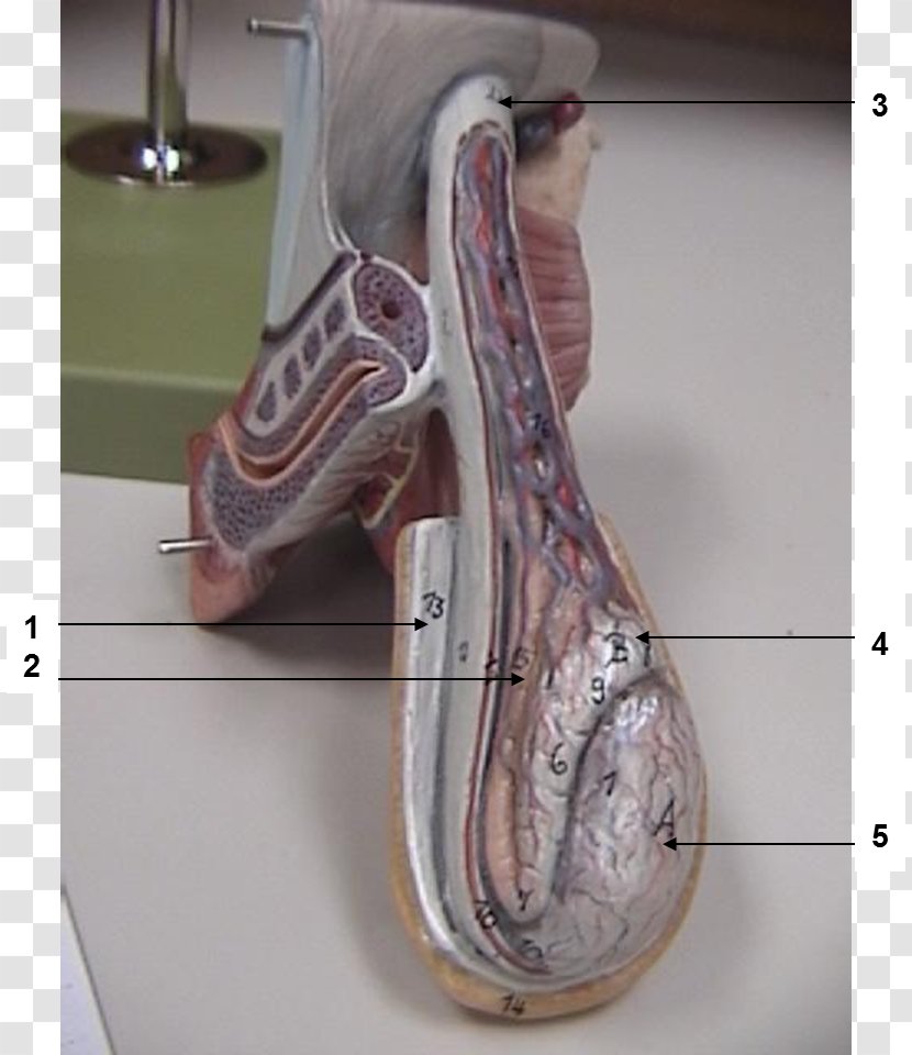 Dartos Cremaster Muscle Anatomy Inguinal Canal - Prostate Gland Transparent PNG