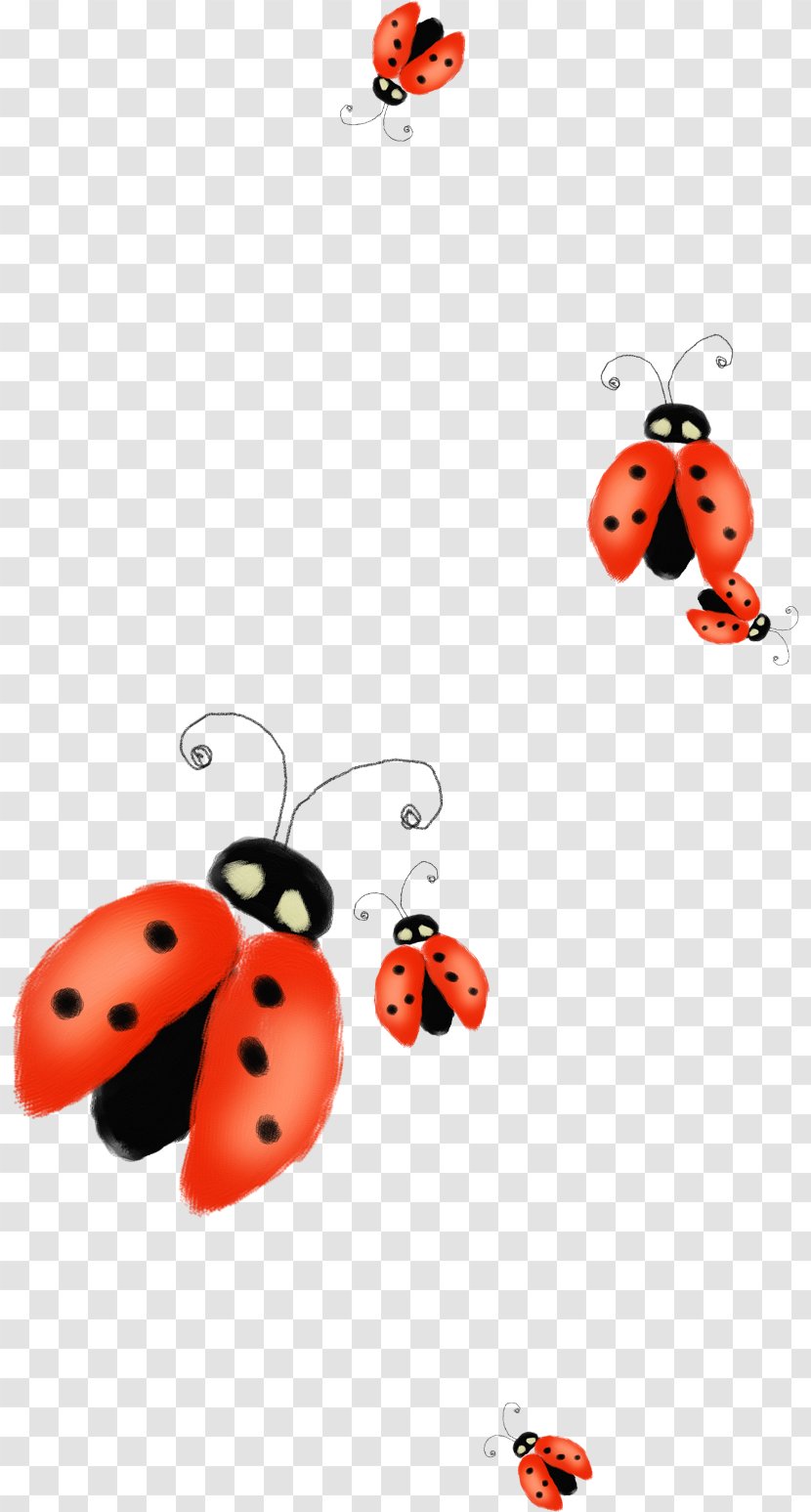 Ladybird Clip Art - Drawing - Beautiful Orange Ladybug Transparent PNG