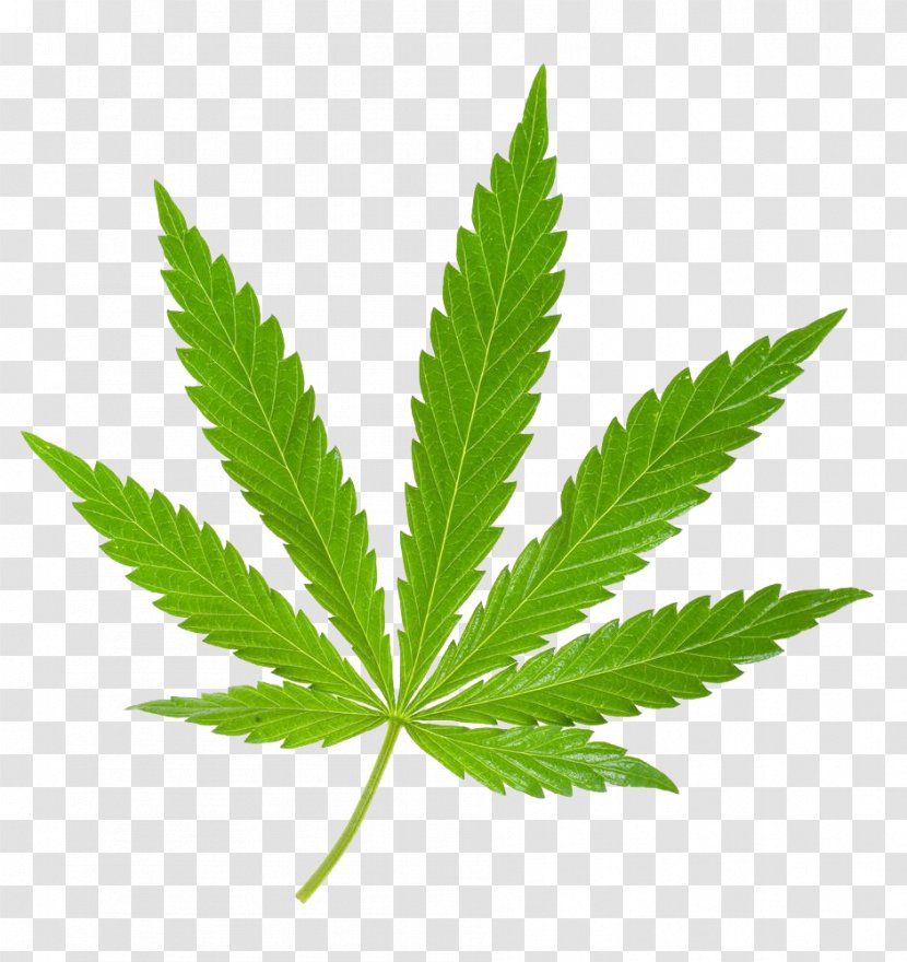 Medical Cannabis Leaf Sativa Stock Photography - Indian Leaves Transparent PNG