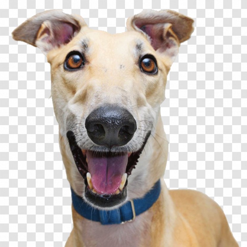 Italian Greyhound Adoption Racing - Iphone 6 - Dog With Collar Transparent PNG