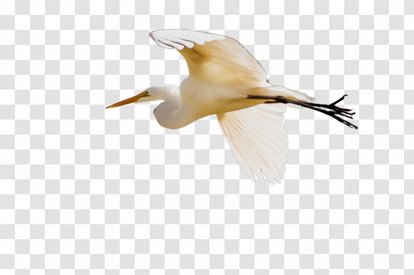 Bird Egret Great Gannet Heron - Suliformes - Northern Cattle Transparent PNG