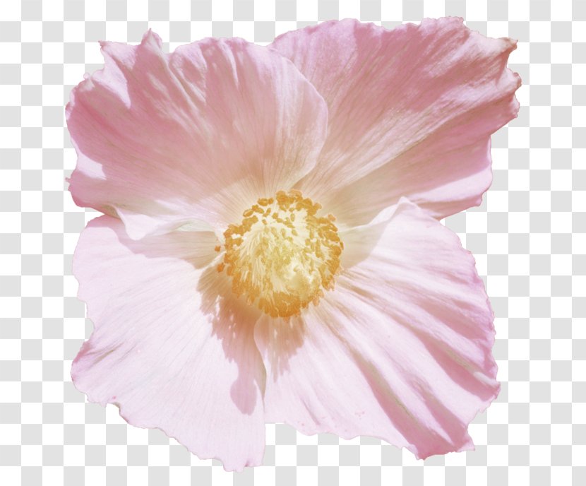 Pink Flower Cartoon - Family - Begonia Perennial Plant Transparent PNG