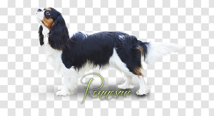 English Springer Spaniel Cavalier King Charles Dog Breed Companion Transparent PNG