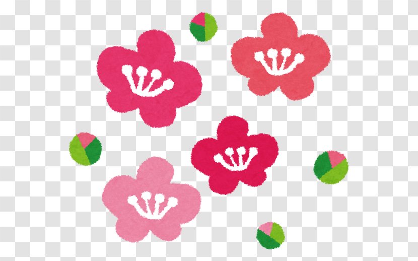 Plum Blossom New Year Card Bairin Park Anthesis Umeboshi - Magenta - Umenohana Co Ltd Transparent PNG