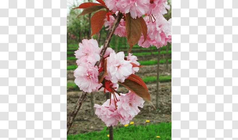 Tree Japanese Snowbell Nursery Shrub Cherry Blossom - Flowering Plant - Deciduous Specimens Transparent PNG